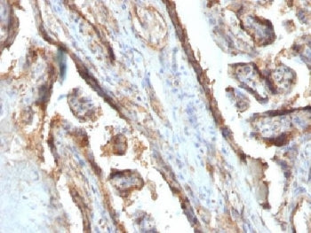 IHC testing of FFPE human placenta with Galectin 13 antibody (clone PP13/1161). Required HIER: boil