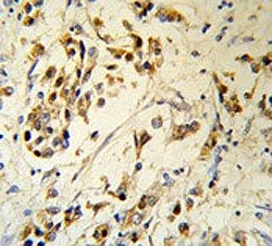 RBM3 Antibody / RNA binding motif protein 3