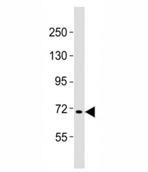 Western blot testing of FBXW7 antibody at 1:2000 dilution + Raji lysate; Predicted molecular weight: