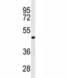GATA6 Antibody