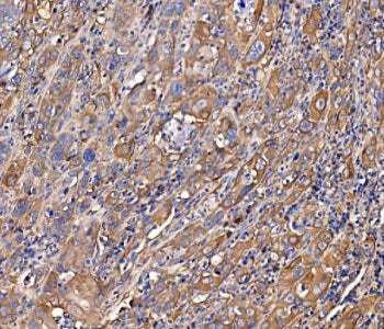 SCRN1 Antibody / Secernin-1