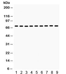 Western blot testing of 1) rat liver, 2) rat thymus, 3) rat testis, 4) mouse liver, 5) mouse kidney,