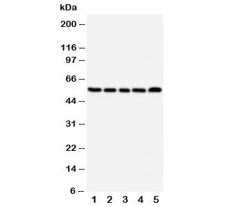 NK1R Antibody Neurokinin 1 Receptor