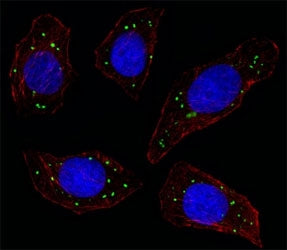 MERTK Antibody