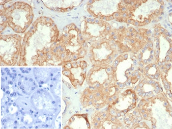 HLA-G Antibody