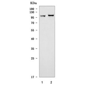 Toll-like receptor 5 Antibody / Tlr5