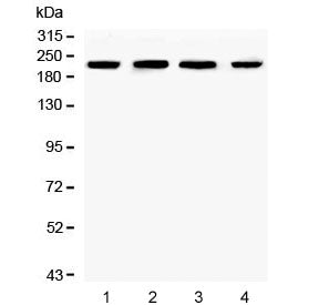 Western blot testing of human 1) K562, 2) HL60, 3) HEK293 and 4) PC-3 cell lysate with Ch-TOG antibody. Predicted molecular weight ~225 kDa.