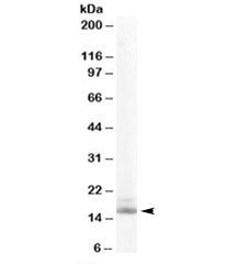 RBP Antibody