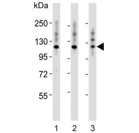 Integrin alpha 7 Antibody / ITGA7