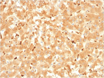 IHC staining of FFPE human liver with Alpha-2-Macroglobulin antibody. HIER: boil tissue sections in