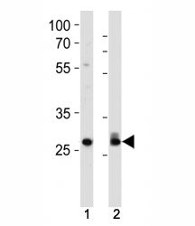 CDK2 Antibody
