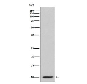 IP10 Antibody / CXCL10