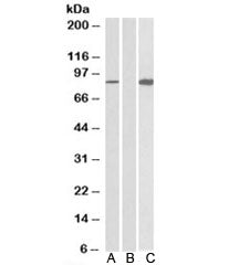 STAT4 Antibody