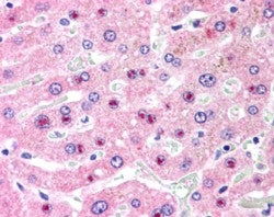 C14orf68 Antibody