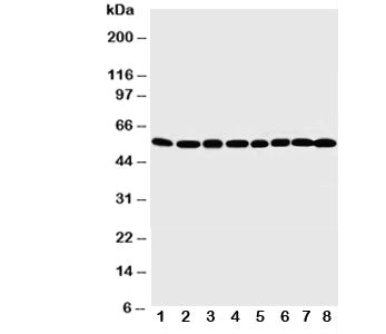 MDM2 Antibody