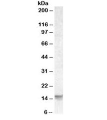 Noxa Antibody