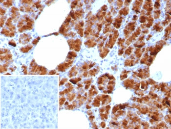 Glycoprotein 2 Antibody / GP2 / ZAP75