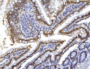 HNF4A Antibody