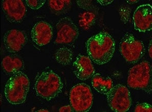 Transferrin Receptor Antibody / TFRC / CD71