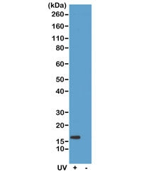 Phospho-Histone H2AX Antibody (pS139)