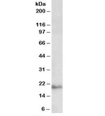 Dynactin 3 Antibody