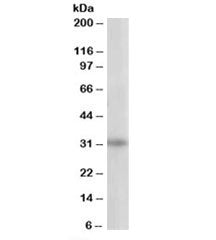 PITPNB Antibody