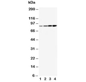 PI3K Antibody (p85 alpha)