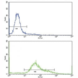 CD71 Antibody