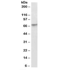 PRDM14 Antibody