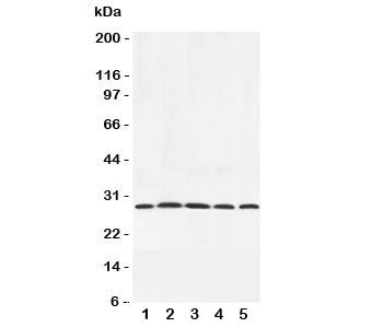 Adiponectin Antibody