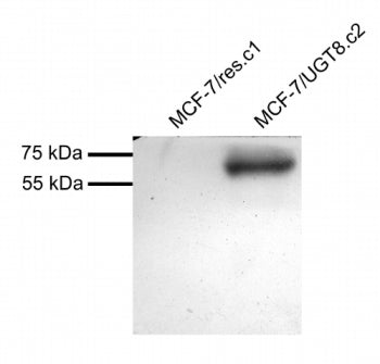 UGT8 Antibody