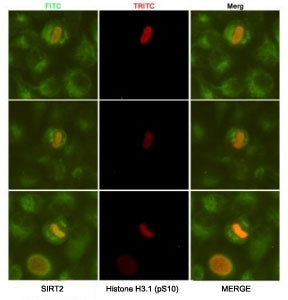 SIRT2 Antibody