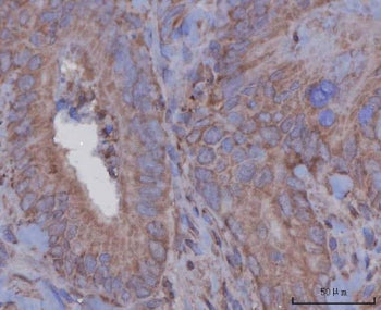 Angiotensinogen Antibody