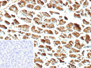 Carboxypeptidase A1 Antibody / CPA1