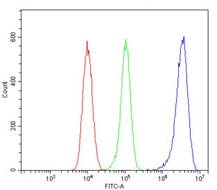 PRMT5 Antibody