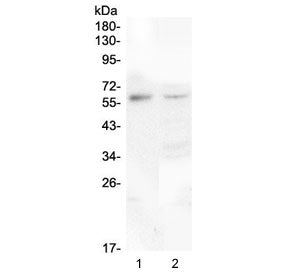 Macrophage Colony Stimulating Factor 1 Antibody / CSF1