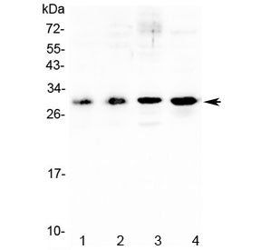 IL-17F Antibody