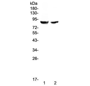 Pendrin Antibody / SLC26A4