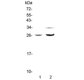 Betacellulin Antibody / BTC