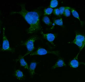 GRP75 Antibody / HSPA9
