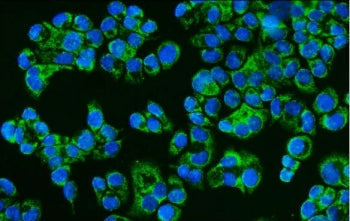 CD46 Antibody