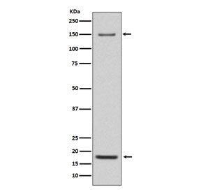 Integrin alpha 5 Antibody / ITGA5
