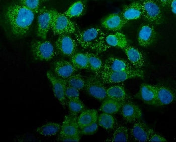 Annexin A1 Antibody