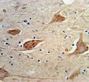 FGFBP3 Antibody / Fibroblast growth factor-binding protein 3