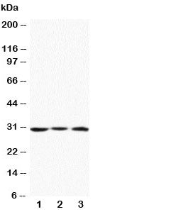 Apolipoprotein D Antibody