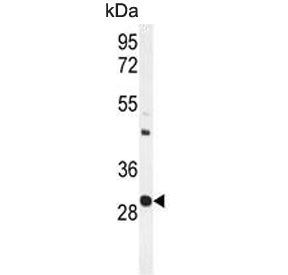 Upstream stimulatory factor 1 Antibody / USF1 / BHLHB11