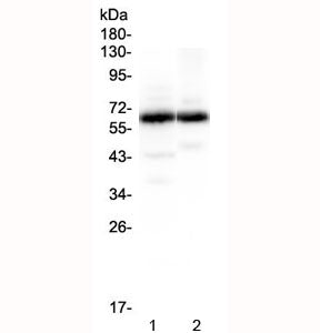 Synaptotagmin 1 Antibody / SYT1