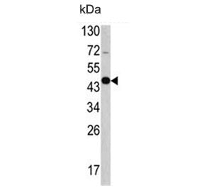 GAS7 Antibody