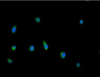 Peroxiredoxin 5 Antibody