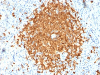 POU2AF1 Antibody / BOB-1